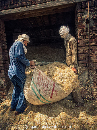 Rentrer le grain au Pakistan