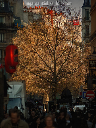 No Photoshop here: real sunset light in a real tree in Paris.