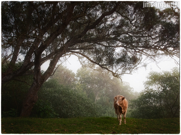 La vache et le brouillard