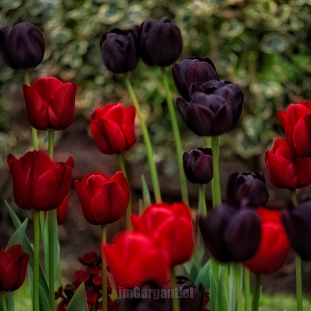 Ghost tulips